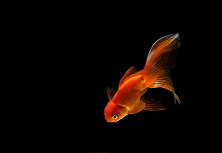 goldfish isolated on a dark black backgroundの写真素材