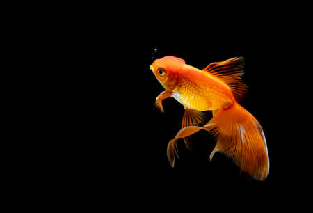 goldfish isolated on a dark black backgroundの写真素材