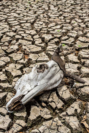 Cracked dry land without wateの写真素材