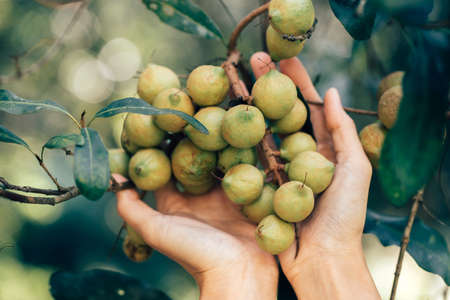 Macadamia nuts ready for harvestingの写真素材