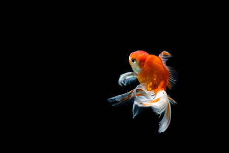 goldfish isolated on a dark black backgroundの写真素材