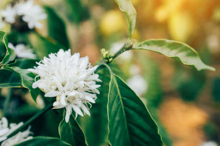 Coffee Flower Blooming On Treeの写真素材