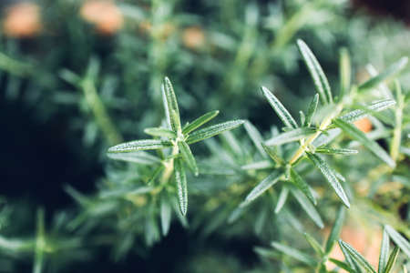Fresh Rosemary Herb grow outdoor. Rosemary leaves Close-up.の写真素材