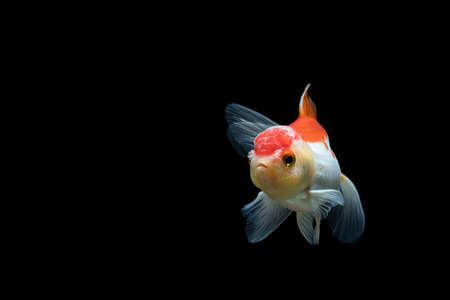goldfish isolated on a dark black backgroundの写真素材