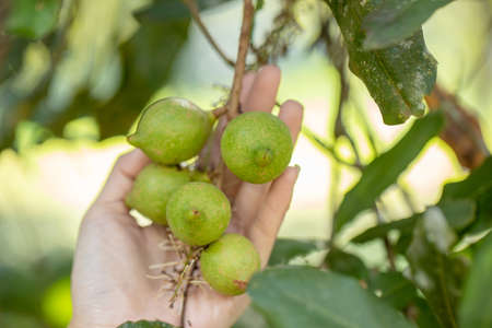 Macadamia nuts ready for harvestingの写真素材