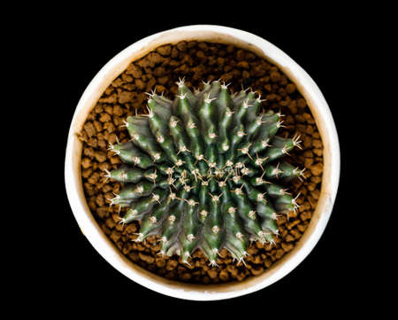 Beautiful Colourful cactus Gymnocalycium mihanovichiiの写真素材