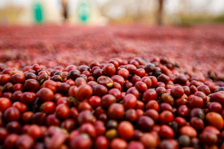Coffee beans drying in the sun. Coffee plantations at coffee farm