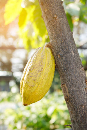 Cacao Tree (Theobroma cacao). Organic cocoa fruit pods in nature.