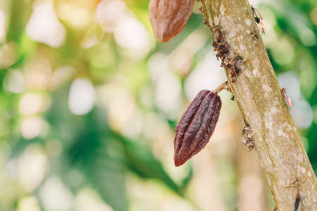 Cacao Tree (Theobroma cacao). Organic cocoa fruit pods in nature.の写真素材