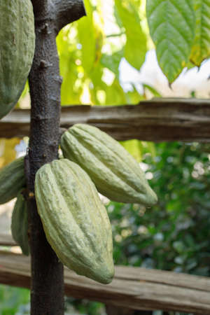 Cacao Tree (Theobroma cacao). Organic cocoa fruit pods in nature.の写真素材