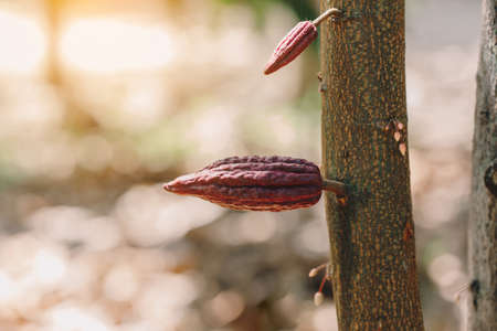 Cacao Tree (Theobroma cacao). Organic cocoa fruit pods in nature.の写真素材