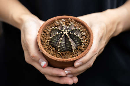 Beautiful Colourful cactus Gymnocalycium mihanovichii