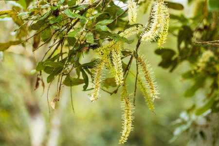 Macadamia nuts ready for harvesting