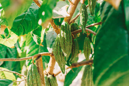 Cacao Tree (Theobroma cacao). Organic cocoa fruit pods in nature.の写真素材