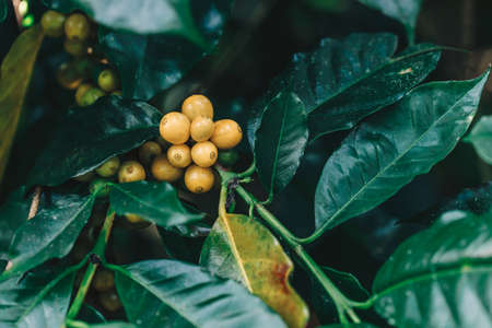 yellow catimor Coffee beans ripening on tree in North of thailand