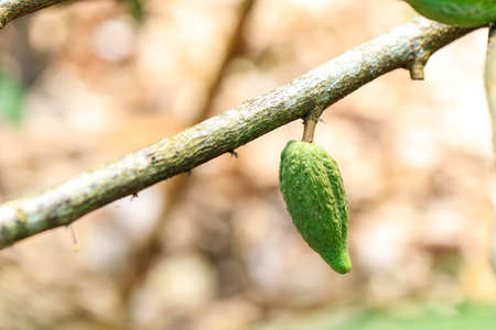 Cacao Tree (Theobroma cacao). Organic cocoa fruit pods in nature.