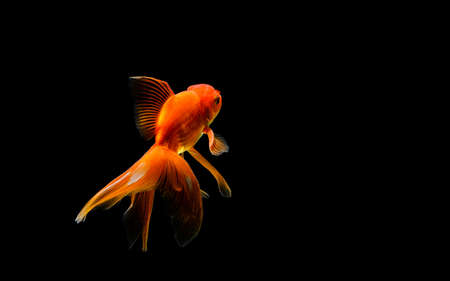 goldfish isolated on a dark black backgroundの写真素材
