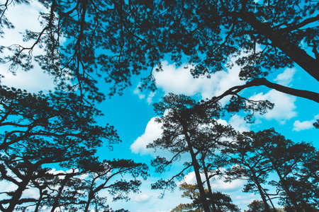 Pinus mugo - It is also known as creeping pine, dwarf mountain pine, mugo pineの写真素材