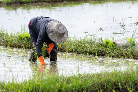 Asian farmer transplant rice seedlings in rice field,Farmerの写真素材