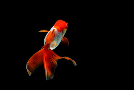 goldfish isolated on a dark black backgroundの写真素材