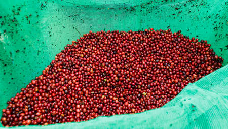 Coffee beans drying in the sun. Coffee plantations at coffee farmの写真素材
