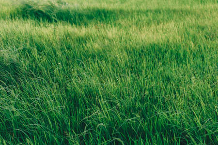 Nature green grass with bokeh background.の写真素材