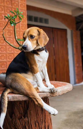 small cute beagle puppy dog looking upの写真素材