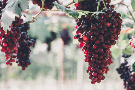 Vineyard grapes hanging in bunches with green sunlit leaves, unripe, ripening, and ripe grapesの写真素材