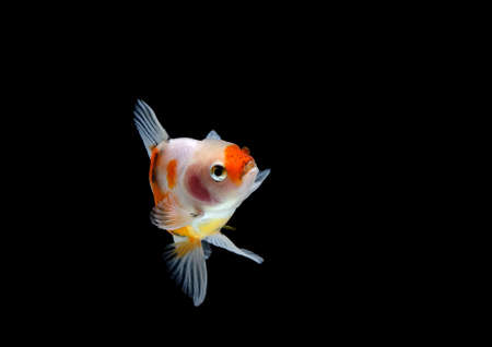 goldfish isolated on a dark black background. different colorful Carassius auratus in the aquariumの写真素材