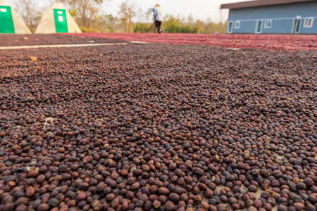 Coffee beans drying in the sun. Coffee plantations at coffee farm