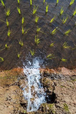 rice field at Mae Cham Chiangmai Northern Thailandの写真素材