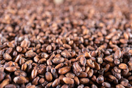 Organic cocoa beans sun drying on a farm