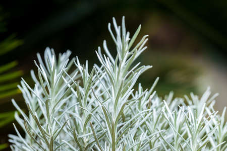 Fresh Rosemary Herb grow outdoor. Rosemary leaves Close-up.の写真素材