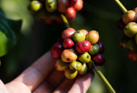 harvesting coffee berries by agriculture. Coffee beans ripening on the tree in North of Thailand