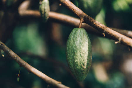 Cacao Tree (Theobroma cacao). Organic cocoa fruit pods in nature.
