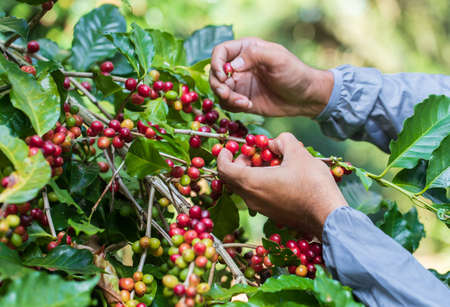 harvesting coffee berries by agriculture. Coffee beans ripening on the tree in North of Thailandの写真素材