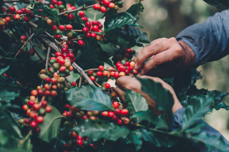 harvesting coffee berries by agriculture. Coffee beans ripening on the tree in North of Thailandの写真素材
