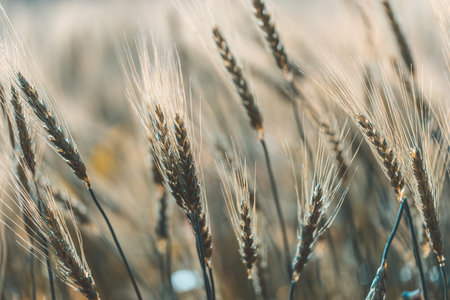 Closeup on golden wheat field or barley farming.の写真素材
