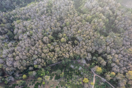 Top view of countryside road passing through the green forrest and mountain