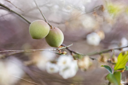White plum tree flowers., on the treeの写真素材