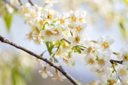 Blooming tree branch with white flowers close up in a sunny day.の写真素材