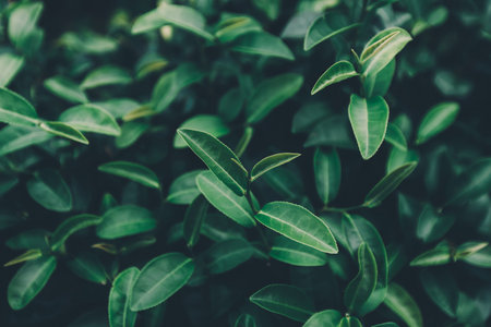 Top of Green tea leaf in the morning, tea plantationの写真素材