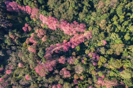 Top view  Aerial view of pink cherry blossom trees on mountains.の写真素材