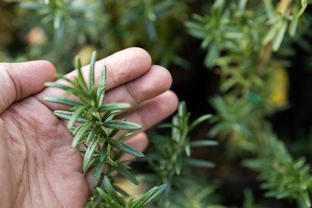 Fresh Rosemary Herb grow outdoor. Rosemary leaves Close-up.の写真素材