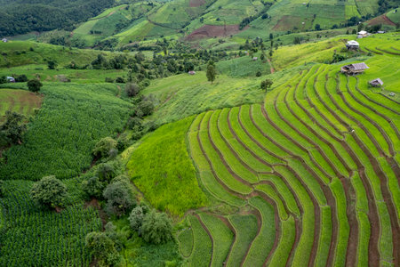 rice field at Mae Cham Chiangmai Northern Thailandの写真素材