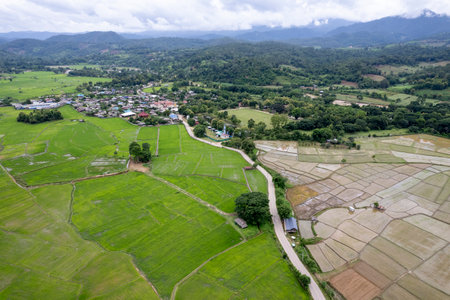 Rice Field of Farmer and sun in the morning,in Thailandの写真素材