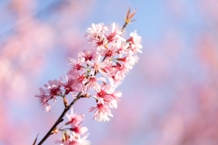 Closeup of Wild Himalayan Cherry (Prunus cerasoides) or thai sakura flowerの写真素材