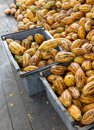 Cocoa beans and cocoa pod on a wooden surface.の写真素材