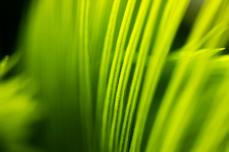 background texture green leaf structure macro photography