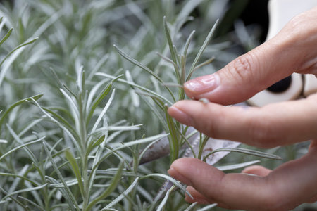 Fresh Rosemary Herb grow outdoor. Rosemary leaves Close-up.の写真素材